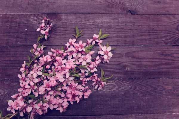Fondo retro con ramas flores rosadas —  Fotos de Stock