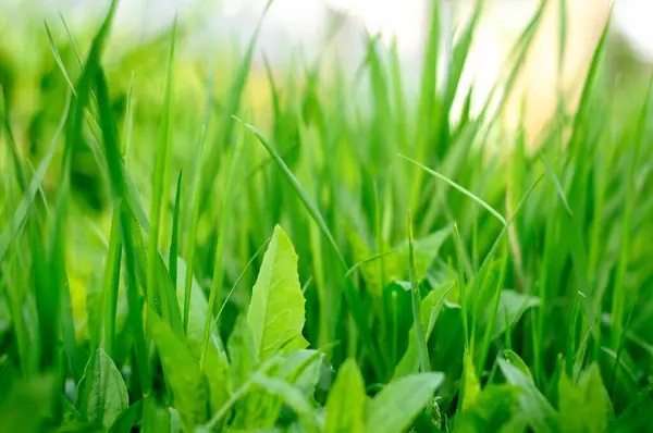 Grass Field Macro Photography — Stock Photo, Image