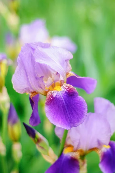 Iris Květinové Makro Fotografie Zeleném Pozadí Přírody — Stock fotografie