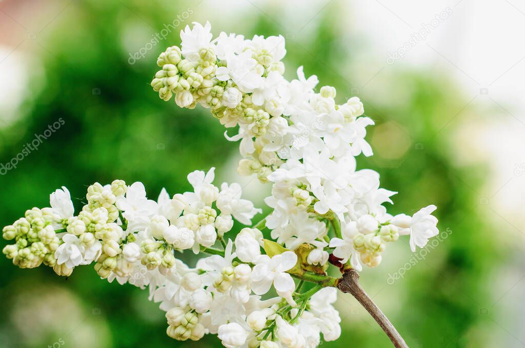 White lilac flower macro photography on nature green background