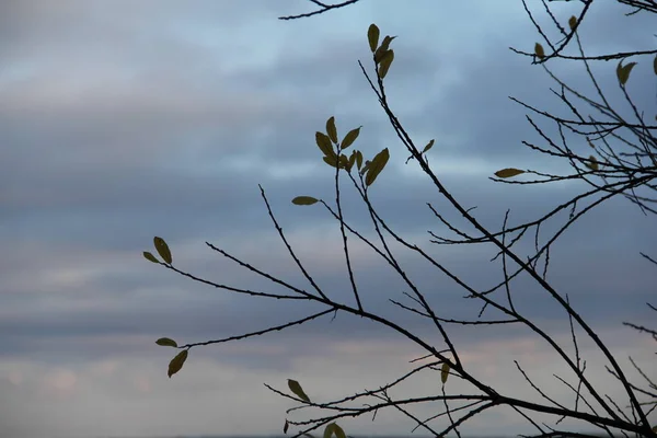 Gün batımında dalların güzel deseni