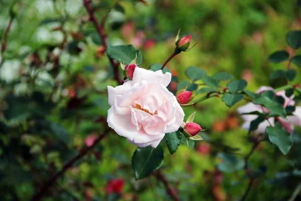 Yumuşak, güzel pembe gül bahçeye yakın plan.