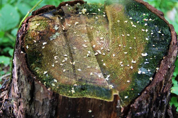 Makrodaki ahşap dokunun güzel deseni