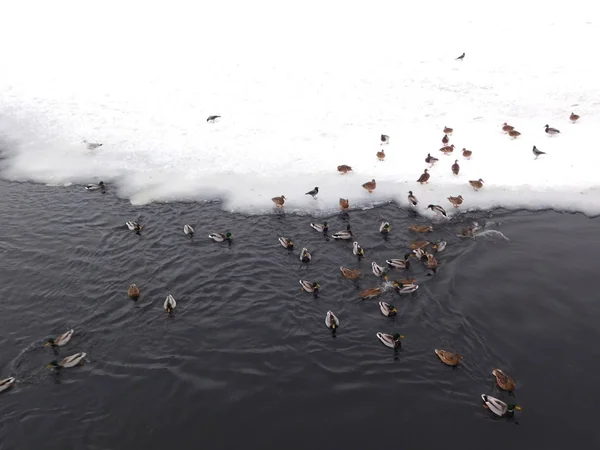 Buzun üzerindeki ördeklerin siyah beyaz resminin aksine