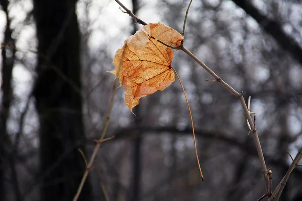 Feuille Simple Séchée Dans Forêt Automne Gros Plan — Photo