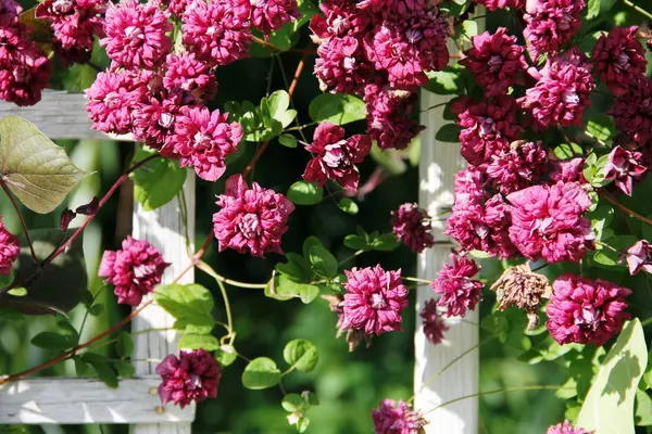 Kenarındaki mor çiçeklerin yakın plan fotoğrafı.