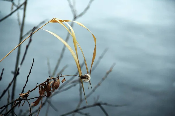 Küçük dalları ve yaprakları olan organik desenler.