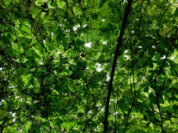 Yaprakların ve dalların yeşil organik deseni