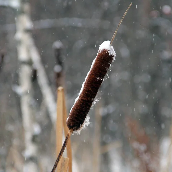 Kış ormanlarında kurumuş karlı sazlıklar ve dallar