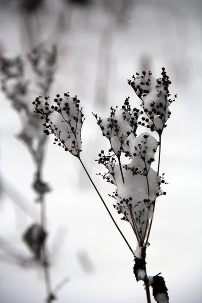 Kış ormanında kurumuş karlı çiçekler ve dallar
