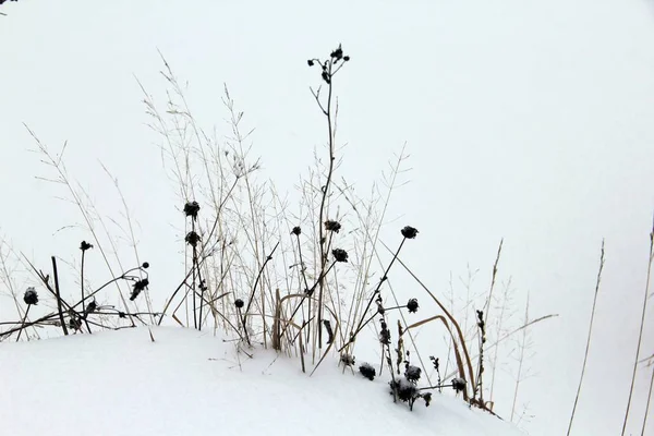 Flores Secas Nevadas Ramos Floresta Inverno — Fotografia de Stock