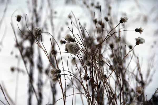 Kış ormanında kurumuş karlı çiçekler ve dallar