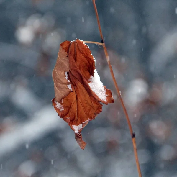 Kış ormanında kurumuş karlı çiçekler ve dallar
