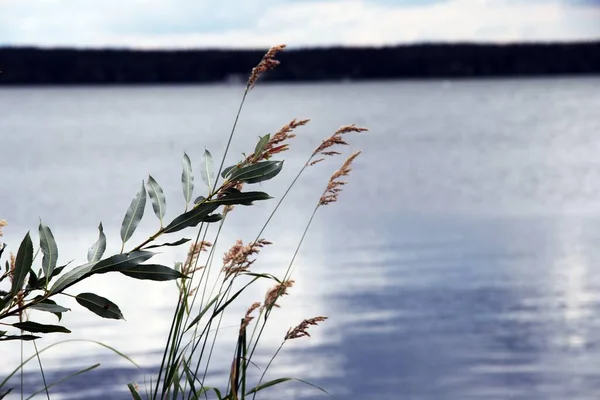 Güzel organik çimen desenleri ve göldeki dallar