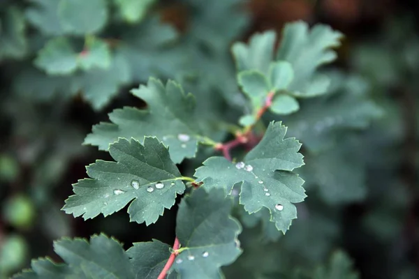 Taze nane yaprakları ve su damlaları.