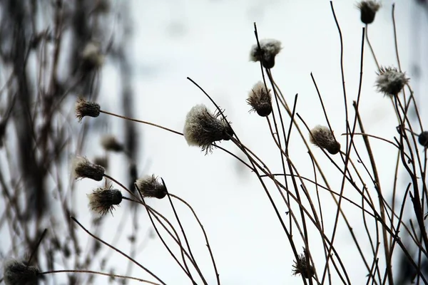 Kış ormanında kurumuş karlı çiçekler ve dallar