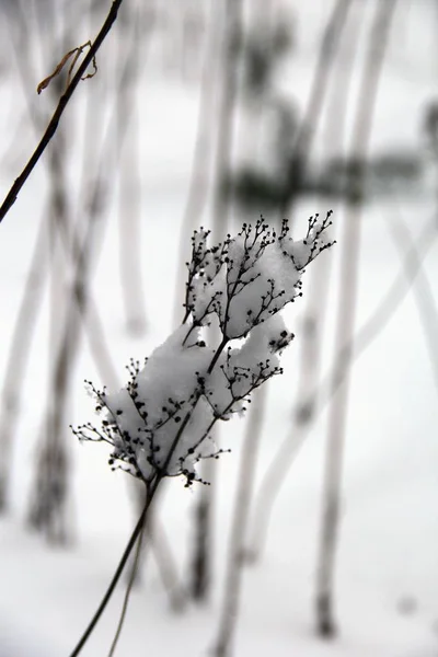 Kış ormanında kurumuş karlı çiçekler ve dallar