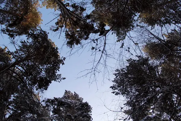 Kışın dışarıda, karlı ağaçların etrafında