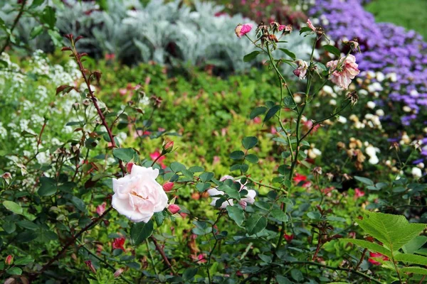 Yaz bahçesinde narin pembe bir gül