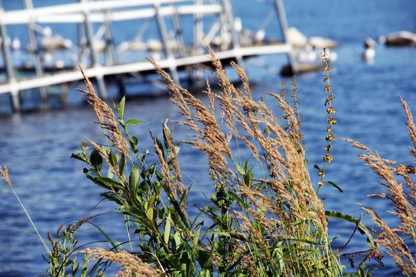 Güzel organik çimen desenleri ve göldeki dallar