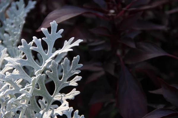 Bahçedeki renklerin aksine çiçekler yakın plan.