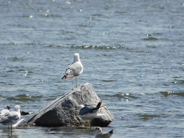 Yalnız martı gölün ortasındaki taşın üzerinde oturuyor.