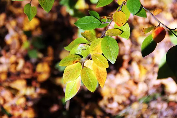 Dışarıda sarı yapraklar olan sonbahar yolu.