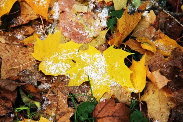 Dışarıda sarı yapraklar olan sonbahar yolu.