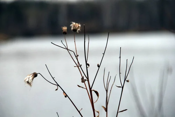 Ormanda kurumuş çiçekler ve dallar