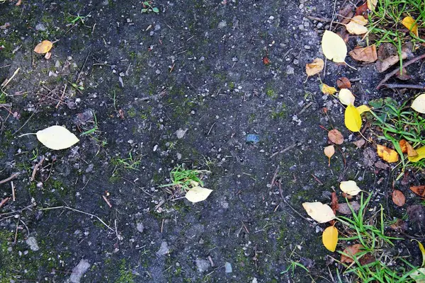 Dışarıda sarı yapraklar olan sonbahar yolu.