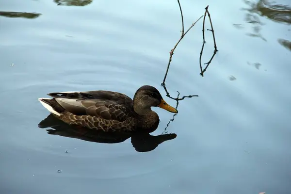 Göldeki tembel vahşi ördek
