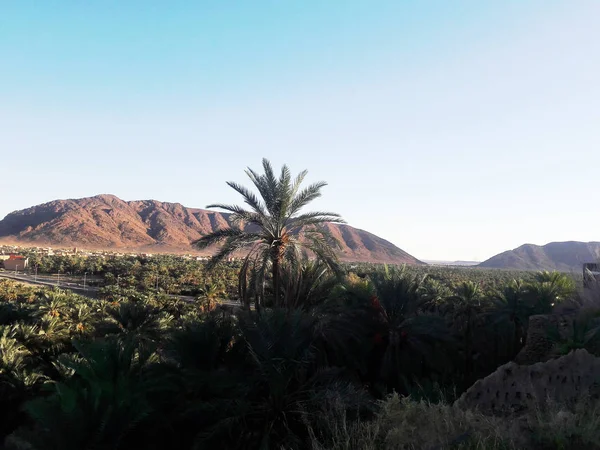 Palm Trees Oasis Figuig Morocco — Stock Photo, Image