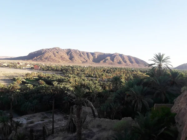 Palmiers Dans Oasis Figuig Maroc — Photo