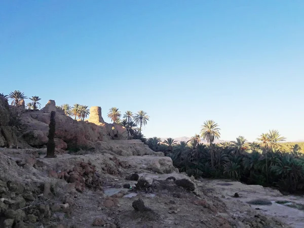 Ένα Παλιό Πύργο Ένα Talus Και Φοίνικες Στην Όαση Του — Φωτογραφία Αρχείου