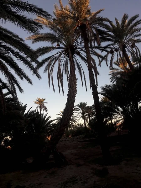 Palmeras Atardecer Figuig Marruecos — Foto de Stock