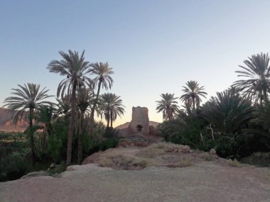 Talus 'taki eski bir kule ve Fas' taki Figuig vahasındaki palmiye ağaçları.