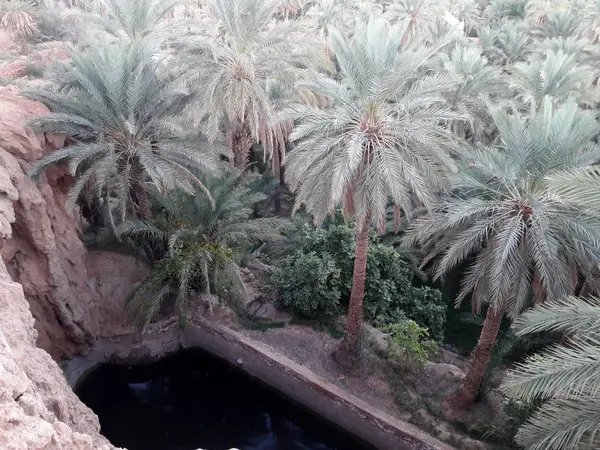 Bevattning Traditionell Vattenreservoar Omgiven Palmer Oasen Figuig Marocko — Stockfoto