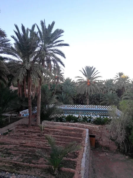 Embalse Agua Tradicional Riego Rodeado Palmeras Oasis Figuig Marruecos — Foto de Stock