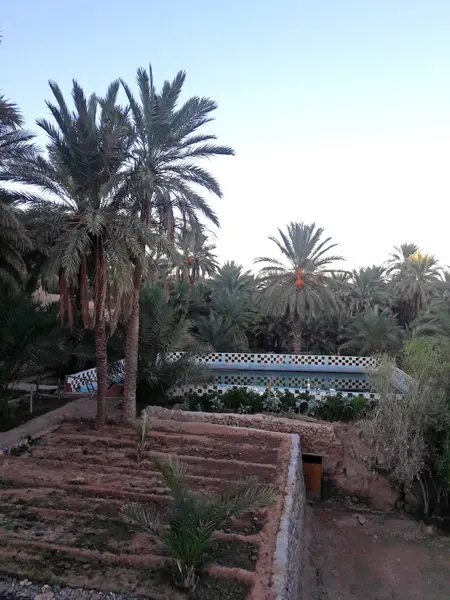 Embalse Agua Tradicional Riego Rodeado Palmeras Oasis Figuig Marruecos — Foto de Stock