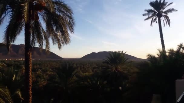 Valley Palm Trees Mountain Oasis Figuig East Morocco Seen Green — Stock Video