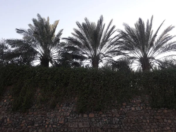 Palmeras Oasis Figuig Marruecos Atardecer — Foto de Stock
