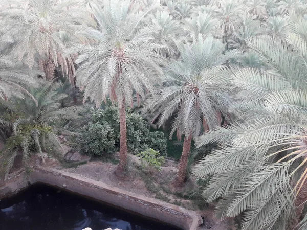 Embalse Agua Riego Tradicional Bajo Tallo Rodeado Palmeras Oasis Figuig — Foto de Stock