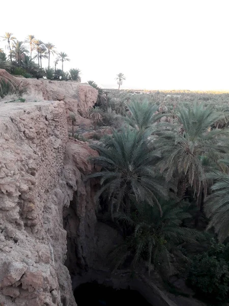 Palm Trees Valley Oasis Figuig Morocco — Stock Photo, Image