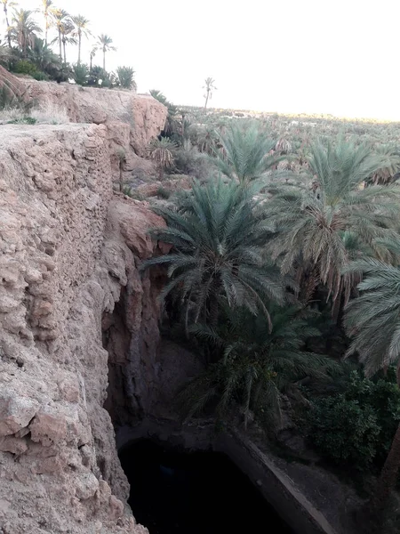 Palm Trees Valley Oasis Figuig Morocco — Stock Photo, Image