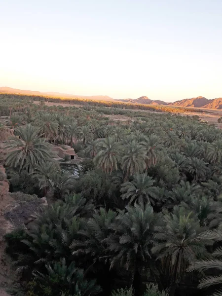 Κοιλάδα Των Φοινίκων Στην Όαση Figuig Στο Μαρόκο — Φωτογραφία Αρχείου