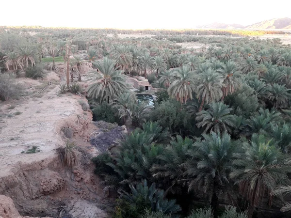 Valle Las Palmeras Oasis Figuig Marruecos — Foto de Stock