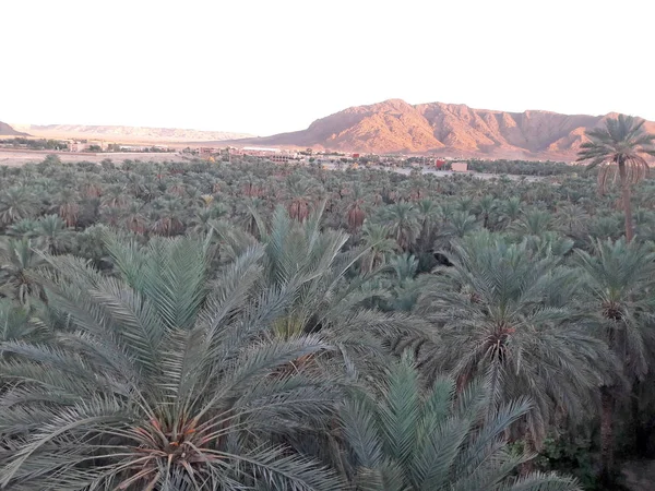 Valle Las Palmeras Oasis Figuig Marruecos — Foto de Stock