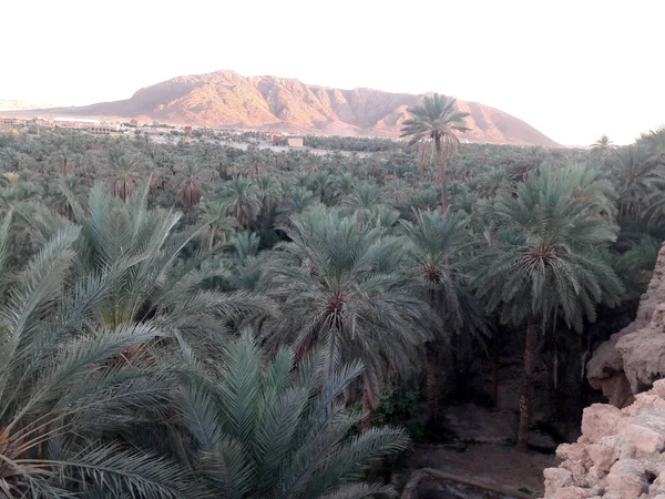 Valle Las Palmeras Oasis Figuig Marruecos — Foto de Stock