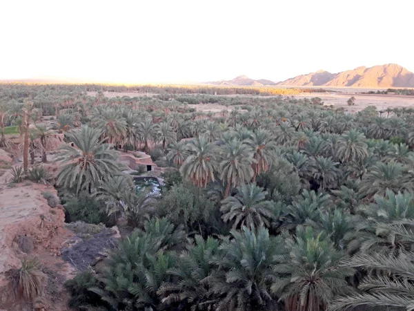 Valle Las Palmeras Oasis Figuig Marruecos — Foto de Stock