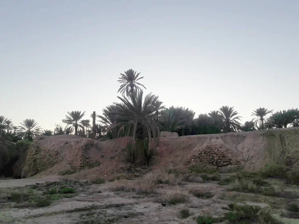Долина Пальм Оазисі Фігейґ Марокко — стокове фото